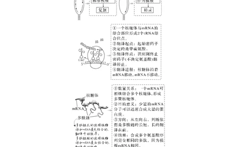 考向13基因的表达-备战2023年高考生物一轮复习考点微专题（全国通用）（解析版）_通用版（老高考）复习资料_2023年复习资料_一轮复习