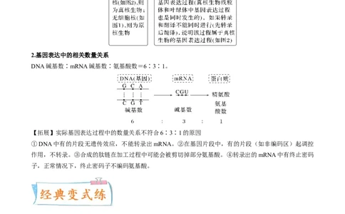 考向13基因的表达-备战2023年高考生物一轮复习考点微专题（全国通用）（解析版）_通用版（老高考）复习资料_2023年复习资料_一轮复习
