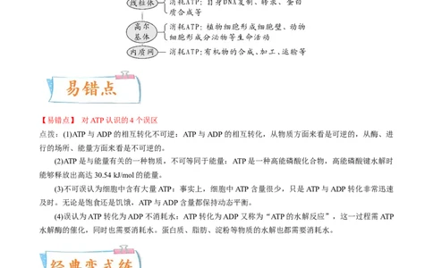 考向04ATP和酶-备战2023年高考生物一轮复习考点微专题（全国通用）（原卷版）(1)_通用版（老高考）复习资料_2023年复习资料_一轮复习_备战2023年高考生物一轮复习考点微专题（全国通用）