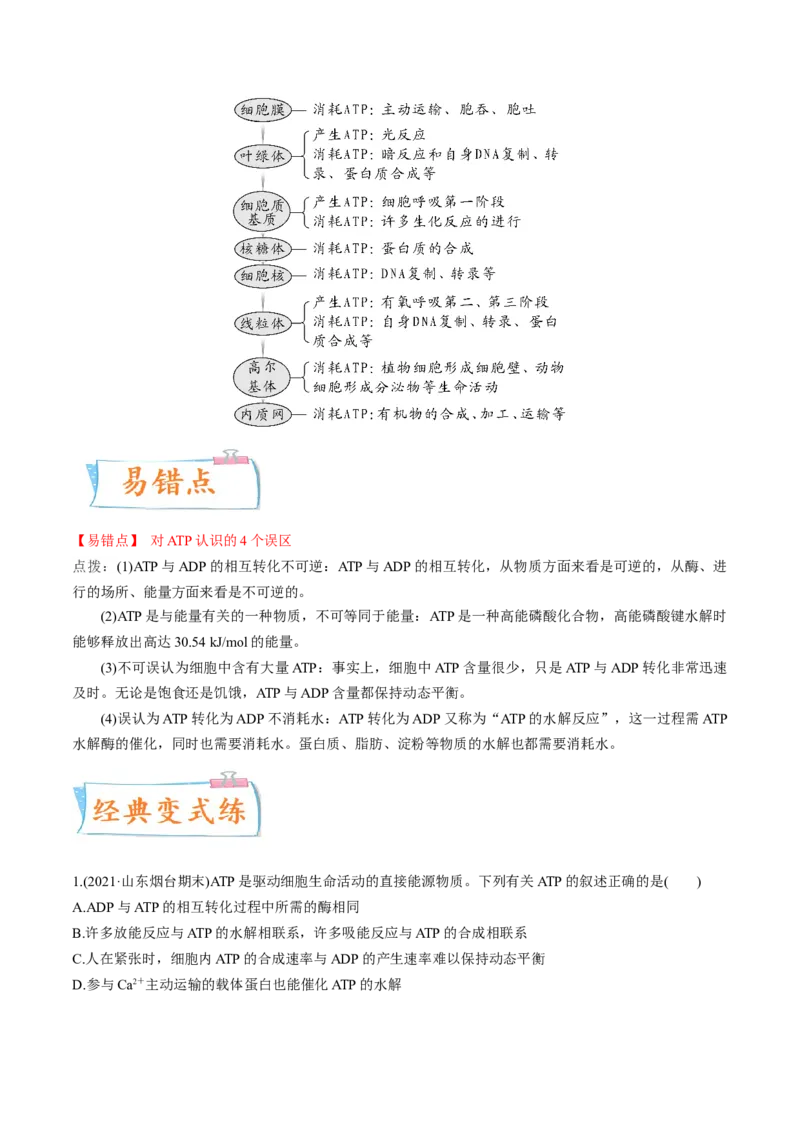 考向04ATP和酶-备战2023年高考生物一轮复习考点微专题（全国通用）（原卷版）(1)_通用版（老高考）复习资料_2023年复习资料_一轮复习_备战2023年高考生物一轮复习考点微专题（全国通用）
