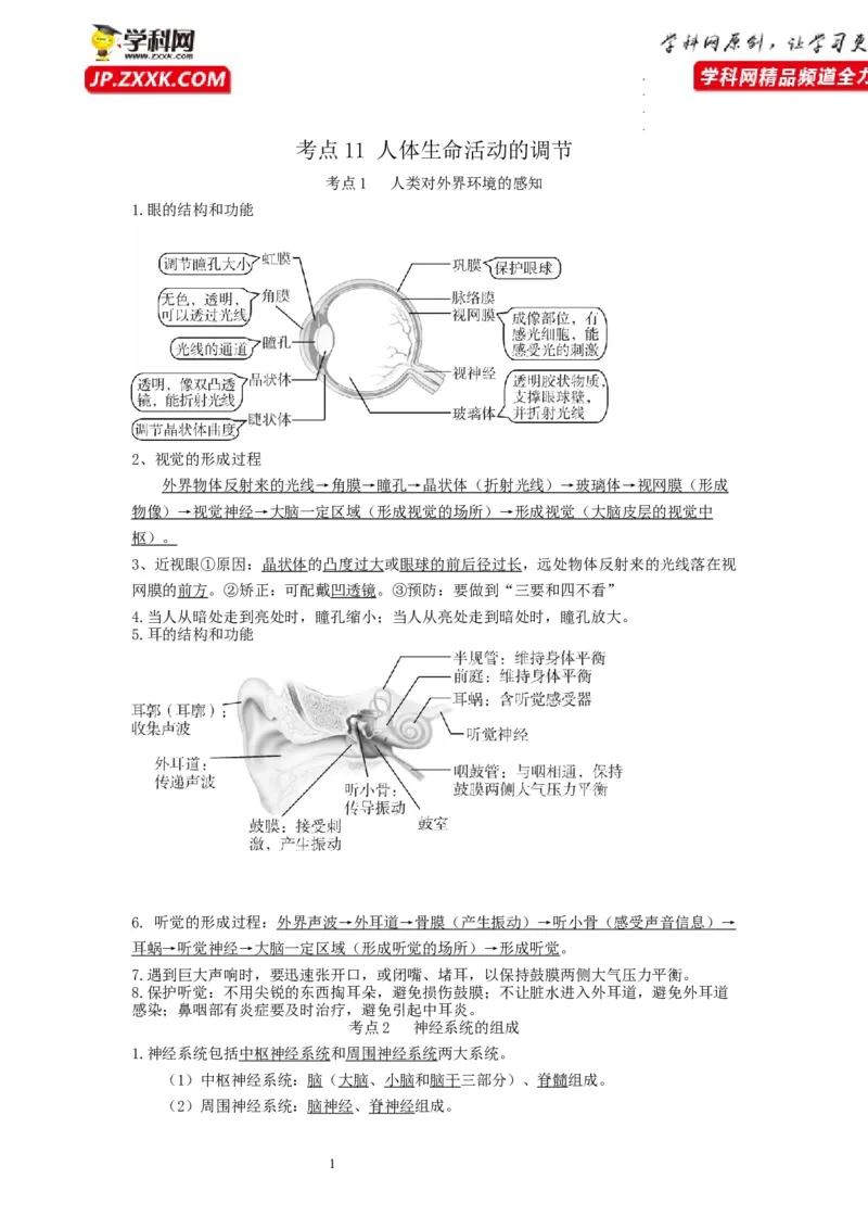 专题11人体生命活动的调节（知识帮）-备战2023年中考生物一轮复习考点帮（全国通用）_6生物中考复习_2023年中考复习资料_一轮复习