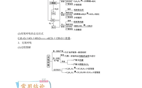 考向05细胞呼吸-备战2023年高考生物一轮复习考点微专题（全国通用）（解析版）(1)_通用版（老高考）复习资料_2023年复习资料_一轮复习
