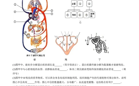 专题13人体内废物的排出（原卷版）_6生物中考复习_2023年中考复习资料_一轮复习_2023年中考生物一轮复习讲练测_专题13人体内废物的排出（专题精练）-2023年中考生物一轮复习讲练测