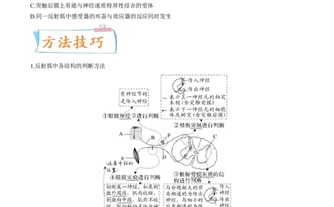 考向17神经调节-备战2023年高考生物一轮复习考点微专题（全国通用）（原卷版）(1)_通用版（老高考）复习资料_2023年复习资料_一轮复习
