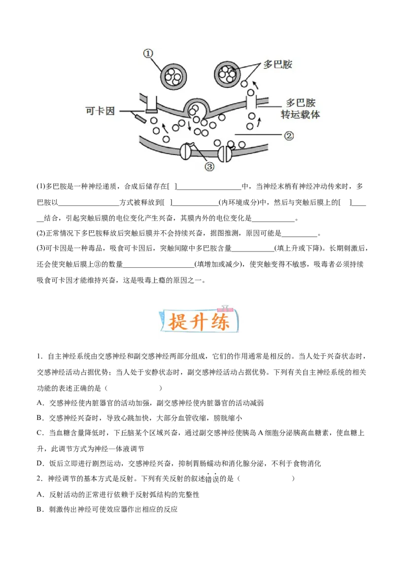 考向17神经调节-备战2023年高考生物一轮复习考点微专题（全国通用）（原卷版）(1)_通用版（老高考）复习资料_2023年复习资料_一轮复习