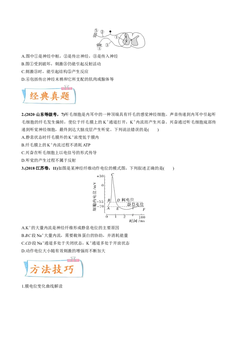 考向17神经调节-备战2023年高考生物一轮复习考点微专题（全国通用）（原卷版）(1)_通用版（老高考）复习资料_2023年复习资料_一轮复习