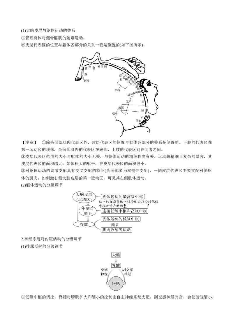考向17神经调节-备战2023年高考生物一轮复习考点微专题（全国通用）（原卷版）(1)_通用版（老高考）复习资料_2023年复习资料_一轮复习
