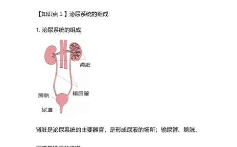 专题10人体代谢废物的排出-备战2023年中考生物核心考点梳理与必背_6生物中考复习_2023年中考复习资料_专项复习_备战2023年中考生物核心考点梳理与必背