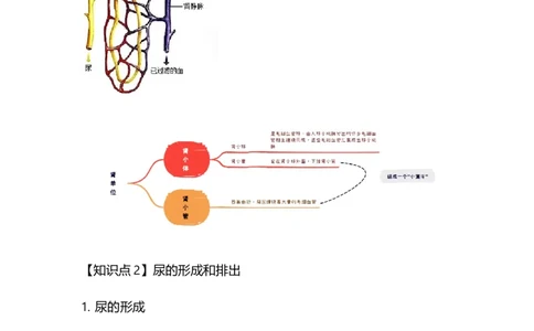 专题10人体代谢废物的排出-备战2023年中考生物核心考点梳理与必背_6生物中考复习_2023年中考复习资料_专项复习_备战2023年中考生物核心考点梳理与必背