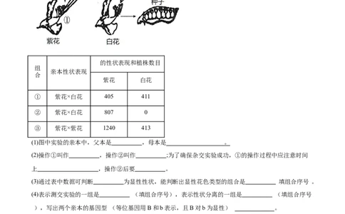 考点通关卷15基因的分离定律（原卷版）_2025年新高考资料_一轮复习_2025年高考生物一轮复习考点通关卷（新高考通用）