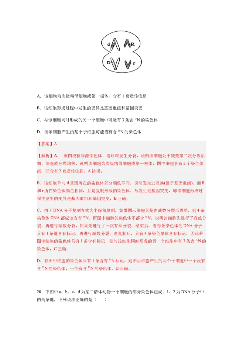 考点21基因突变和基因重组（解析版）_通用版（老高考）复习资料_2023年复习资料_一轮复习_2023年高考生物一轮复习讲练测（全国通用）