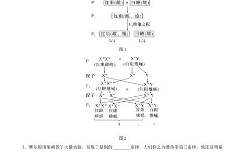 考点通关卷17遗传的基础知识（原卷版）_新高考复习资料_2024年新高考复习资料_一轮复习资料_完2024年高考生物一轮复习考点通关卷（新高考）_考点通关卷17遗传的基础知识