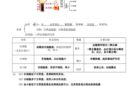 专题六人体内物质的运输及废物的排出-2023年中考生物核心考点必背合集_6生物中考复习_2023年中考复习资料_专项复习_2023年中考生物核心考点必背合集-----