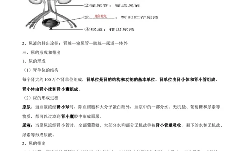 专题六人体内物质的运输及废物的排出-2023年中考生物核心考点必背合集_6生物中考复习_2023年中考复习资料_专项复习_2023年中考生物核心考点必背合集-----