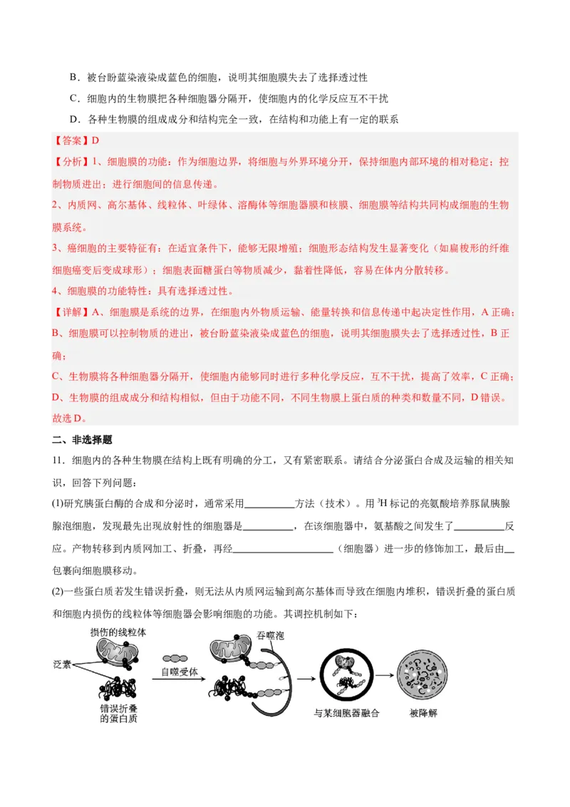 考点通关卷06细胞器和生物膜系统（解析版）_2025年新高考资料_一轮复习_2025年高考生物一轮复习考点通关卷（新高考通用）
