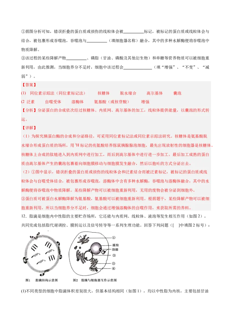 考点通关卷06细胞器和生物膜系统（解析版）_2025年新高考资料_一轮复习_2025年高考生物一轮复习考点通关卷（新高考通用）