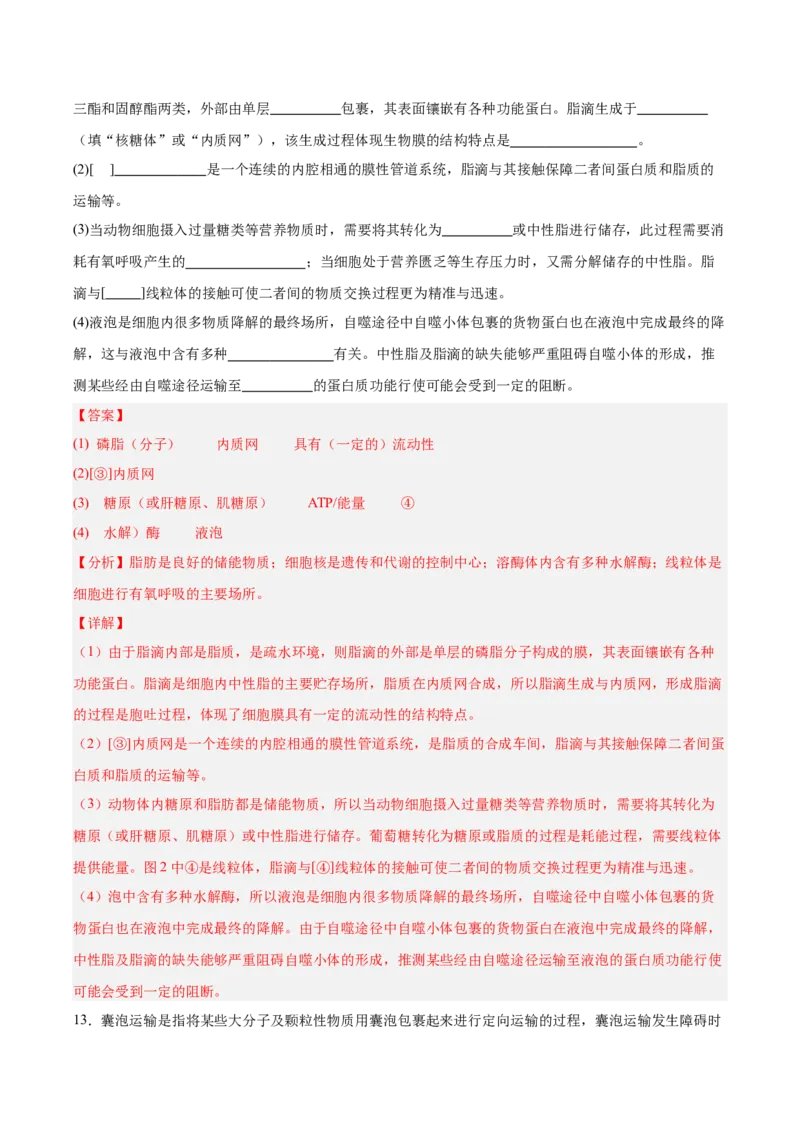 考点通关卷06细胞器和生物膜系统（解析版）_2025年新高考资料_一轮复习_2025年高考生物一轮复习考点通关卷（新高考通用）