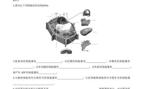 考点通关卷06细胞器和生物膜系统（解析版）_2025年新高考资料_一轮复习_2025年高考生物一轮复习考点通关卷（新高考通用）