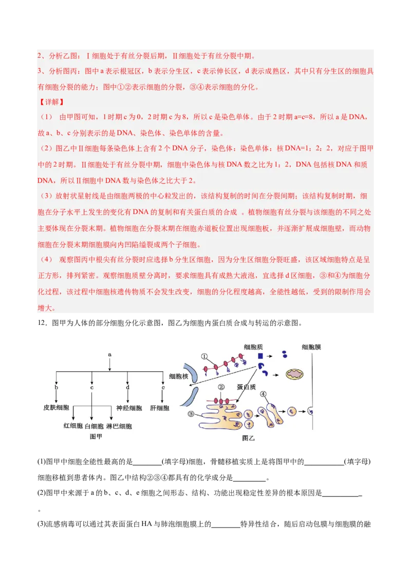 考点通关卷14细胞分化、衰老、凋亡和癌变（解析版）_新高考复习资料_2025年新高考资料_2025年高考生物一轮复习考点通关卷（新高考通用）