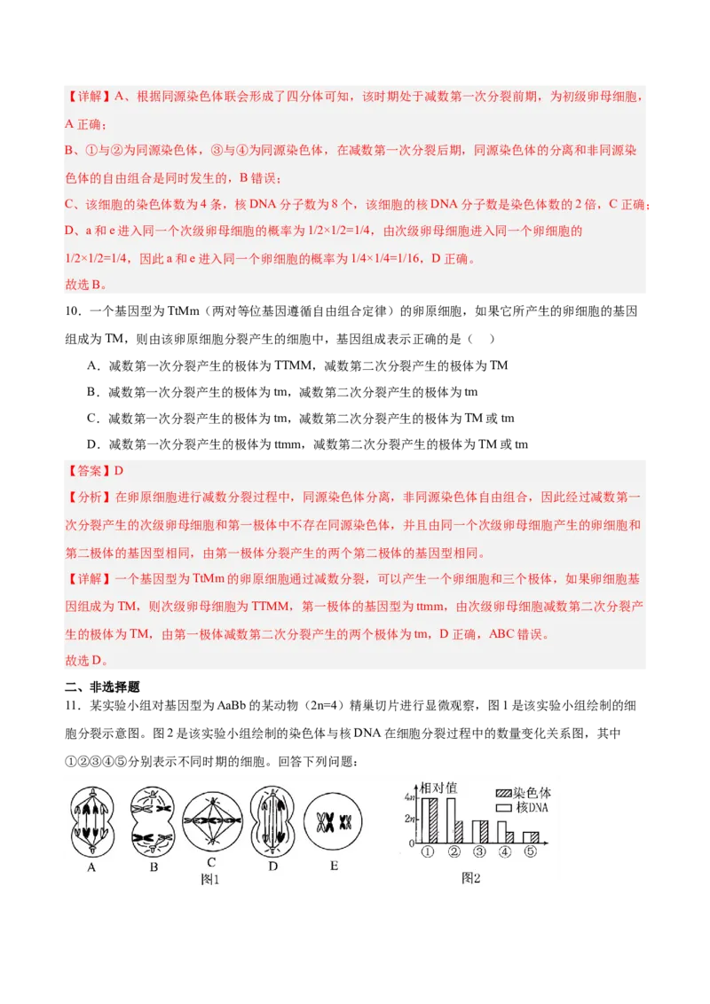 考点通关卷13减数分裂和受精作用（解析版）_2025年新高考资料_一轮复习_2025年高考生物一轮复习考点通关卷（新高考通用）