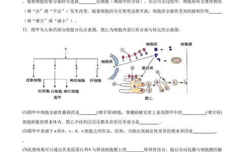考点通关卷14细胞分化、衰老、凋亡和癌变（原卷版）_新高考复习资料_2025年新高考资料_2025年高考生物一轮复习考点通关卷（新高考通用）