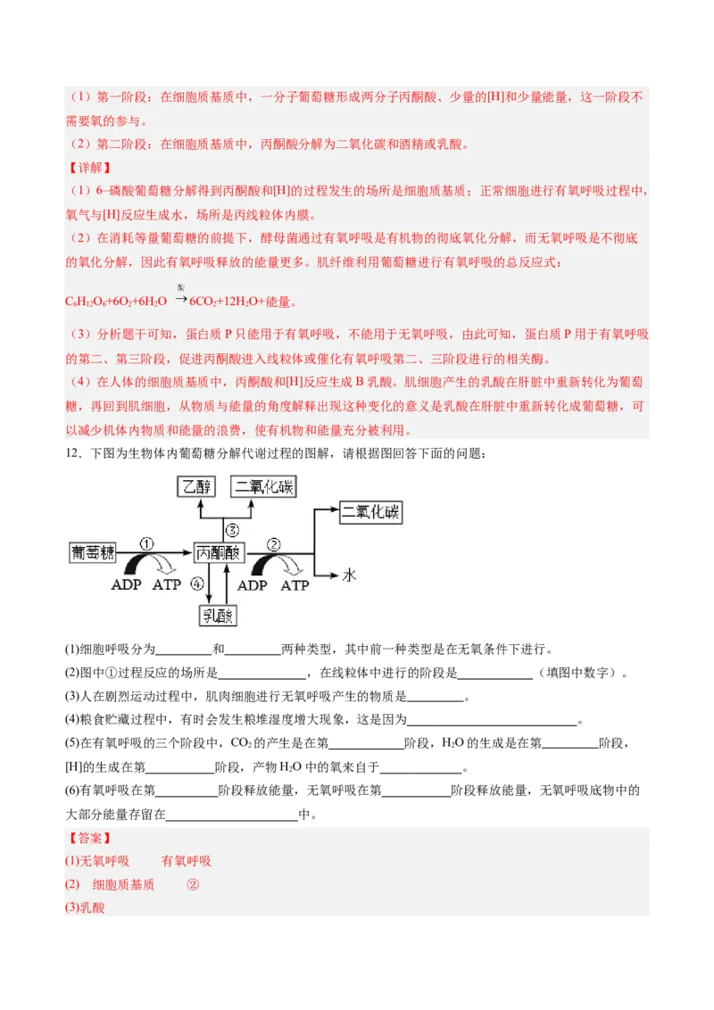 考点通关卷09细胞呼吸（解析版）_新高考复习资料_2025年新高考资料_2025年高考生物一轮复习考点通关卷（新高考通用）