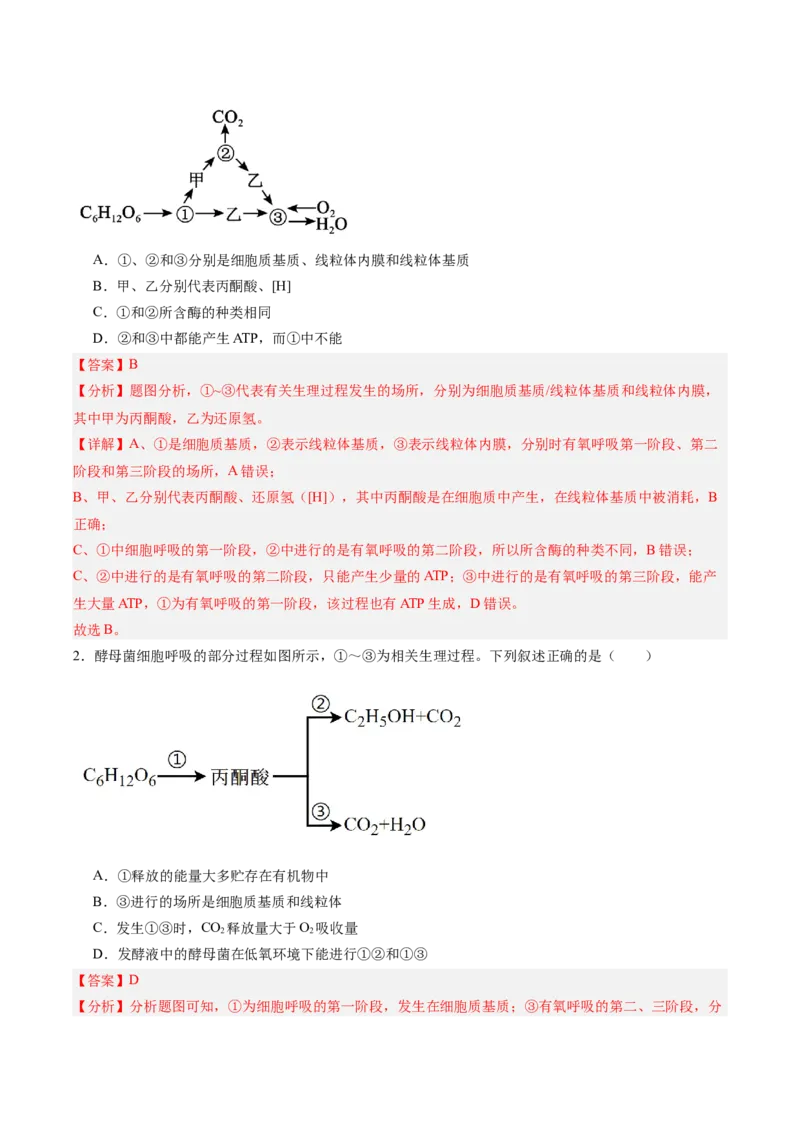 考点通关卷09细胞呼吸（解析版）_新高考复习资料_2025年新高考资料_2025年高考生物一轮复习考点通关卷（新高考通用）