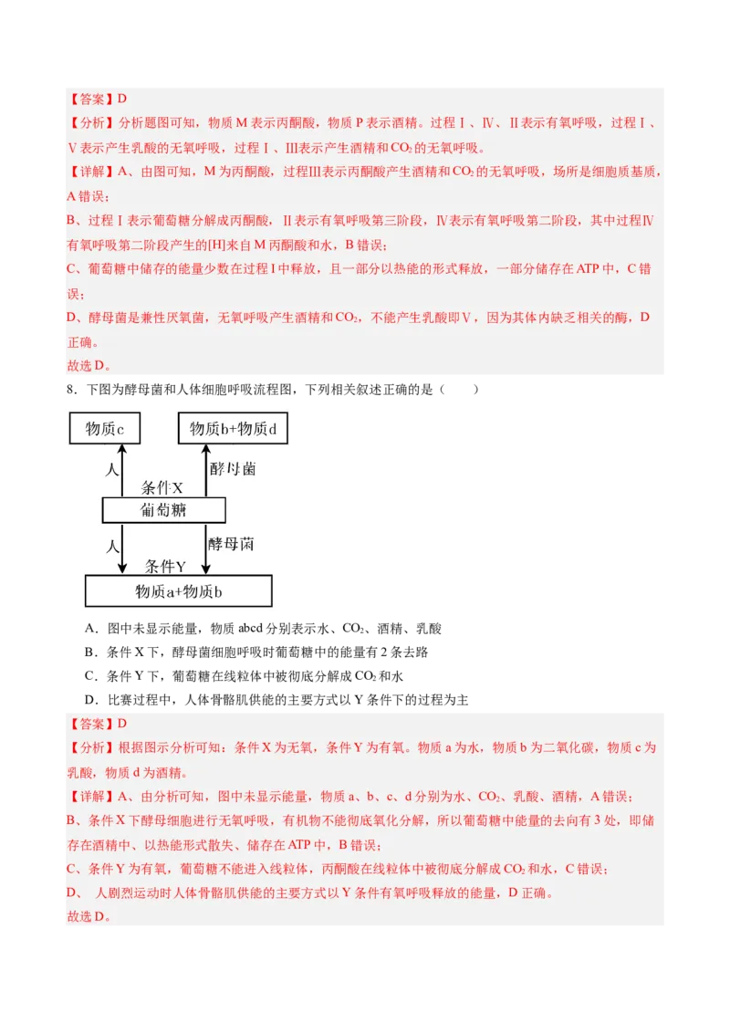考点通关卷09细胞呼吸（解析版）_新高考复习资料_2025年新高考资料_2025年高考生物一轮复习考点通关卷（新高考通用）
