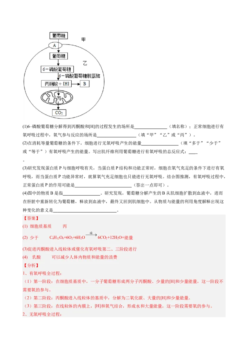 考点通关卷09细胞呼吸（解析版）_新高考复习资料_2025年新高考资料_2025年高考生物一轮复习考点通关卷（新高考通用）