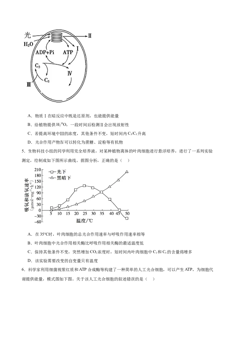 考点通关卷10光合作用（原卷版）_新高考复习资料_2025年新高考资料_2025年高考生物一轮复习考点通关卷（新高考通用）