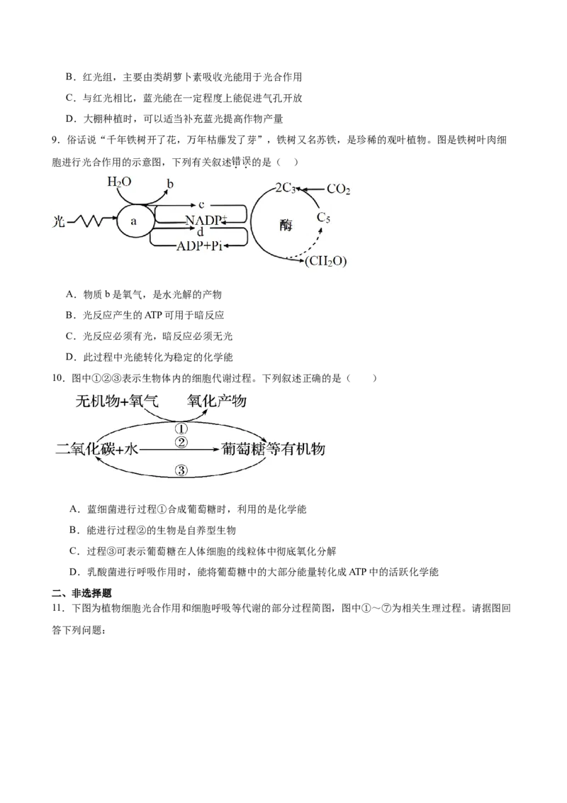 考点通关卷10光合作用（原卷版）_新高考复习资料_2025年新高考资料_2025年高考生物一轮复习考点通关卷（新高考通用）