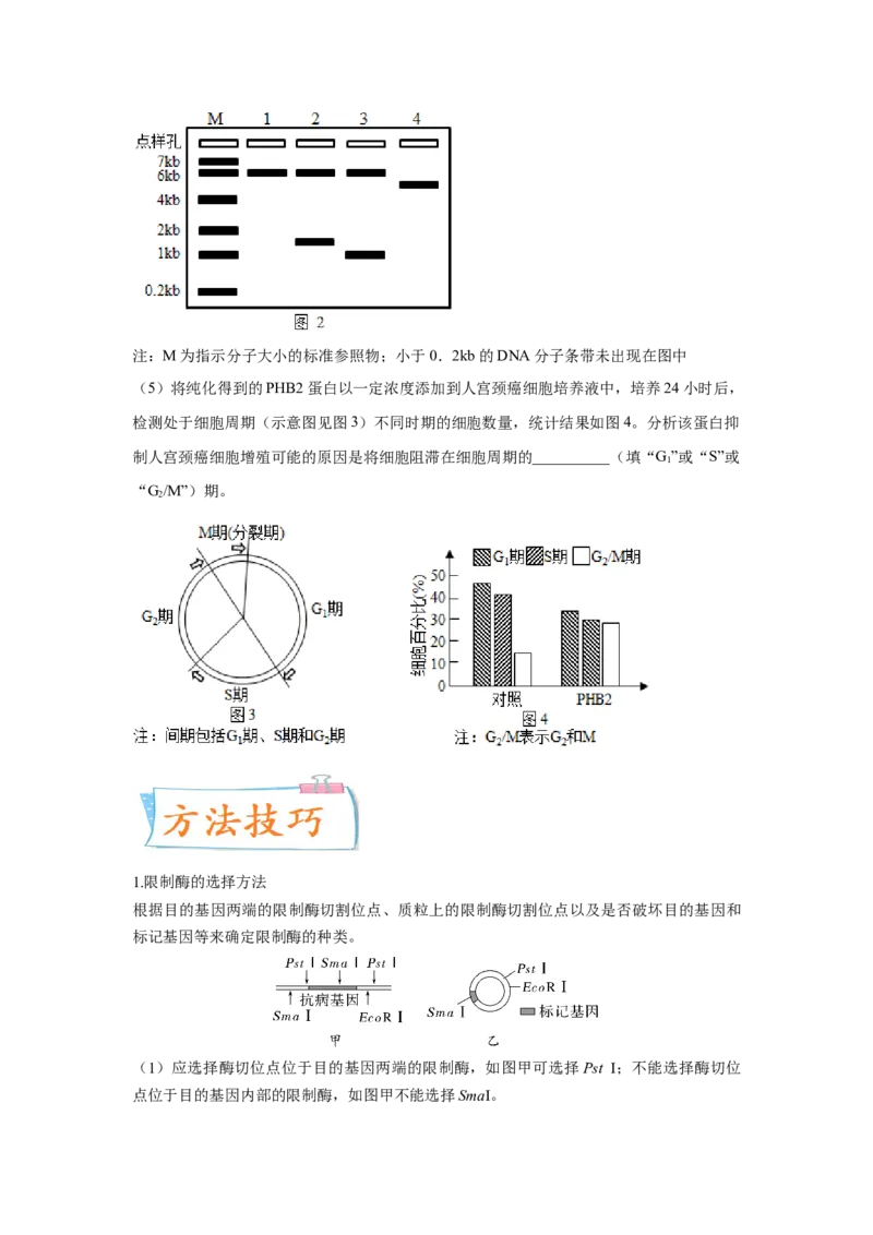 考向28基因工程及生物技术安全性与伦理问题-备战2023年高考生物一轮复习考点微专题（全国通用）（原卷版）(1)_通用版（老高考）复习资料_2023年复习资料_一轮复习
