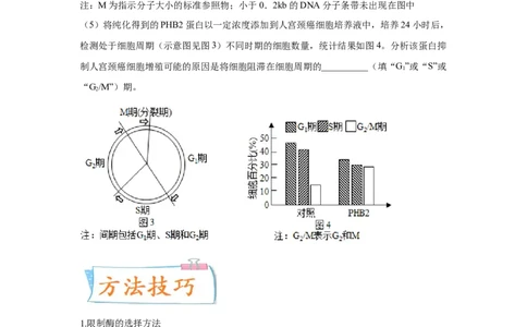考向28基因工程及生物技术安全性与伦理问题-备战2023年高考生物一轮复习考点微专题（全国通用）（原卷版）(1)_通用版（老高考）复习资料_2023年复习资料_一轮复习