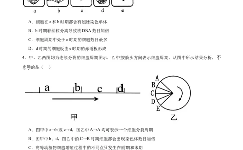 考点通关卷12细胞增殖（原卷版）_新高考复习资料_2025年新高考资料_2025年高考生物一轮复习考点通关卷（新高考通用）