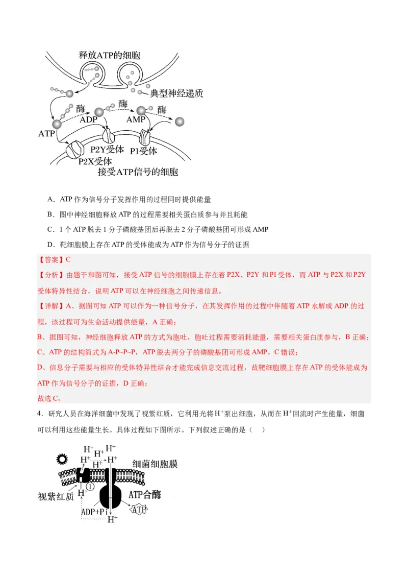 考点通关卷08酶和ATP（解析版）_新高考复习资料_2025年新高考资料_2025年高考生物一轮复习考点通关卷（新高考通用）