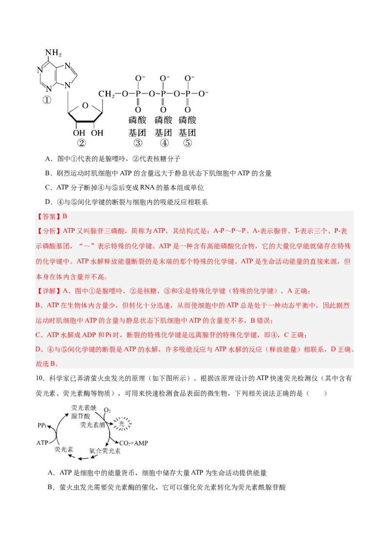 考点通关卷08酶和ATP（解析版）_新高考复习资料_2025年新高考资料_2025年高考生物一轮复习考点通关卷（新高考通用）