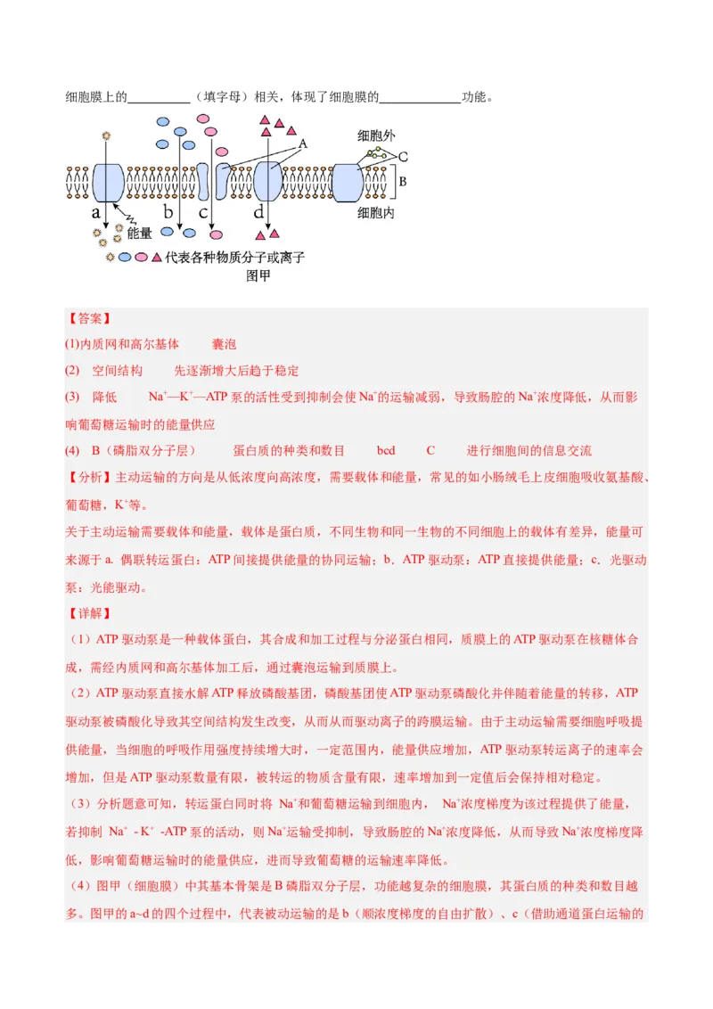 考点通关卷08酶和ATP（解析版）_2025年新高考资料_一轮复习_2025年高考生物一轮复习考点通关卷（新高考通用）_考点通关卷08酶和ATP-2025年高考生物一轮复习考点通关卷（新高考通用）