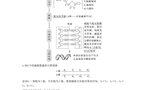 考点19DNA的分子结构、复制和基因本质（原卷版）_通用版（老高考）复习资料_2023年复习资料_一轮复习_2023年高考生物一轮复习讲练测（全国通用）