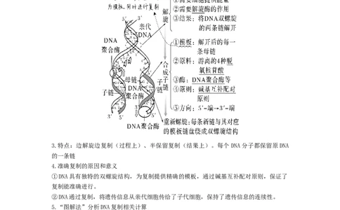 考点19DNA的分子结构、复制和基因本质（原卷版）_通用版（老高考）复习资料_2023年复习资料_一轮复习_2023年高考生物一轮复习讲练测（全国通用）