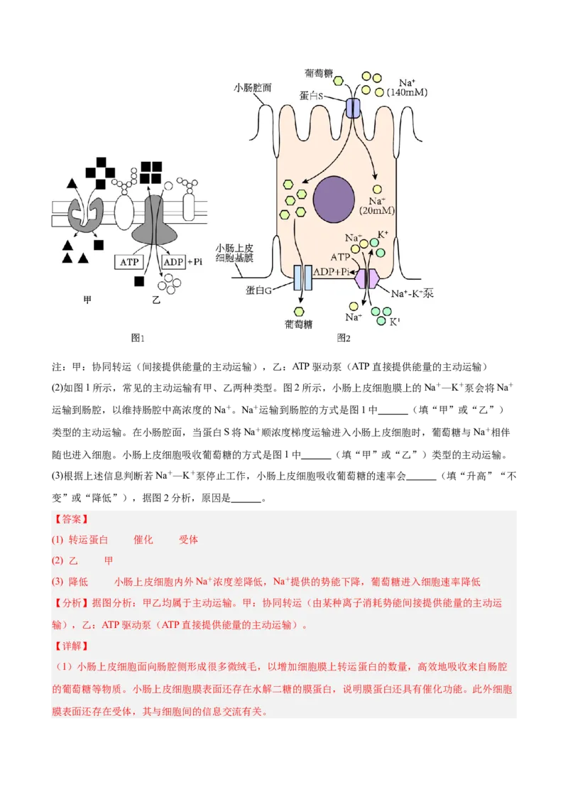 考点通关卷07物质运输（解析版）_2025年新高考资料_一轮复习_2025年高考生物一轮复习考点通关卷（新高考通用）_考点通关卷07物质运输-2025年高考生物一轮复习考点通关卷（新高考通用）