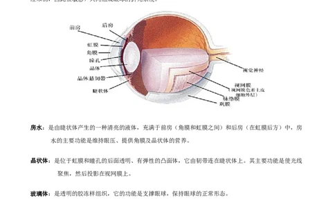 专题七人体生命活动的调节-2023年中考生物核心考点必背合集_6生物中考复习_2023年中考复习资料_专项复习_2023年中考生物核心考点必背合集-----