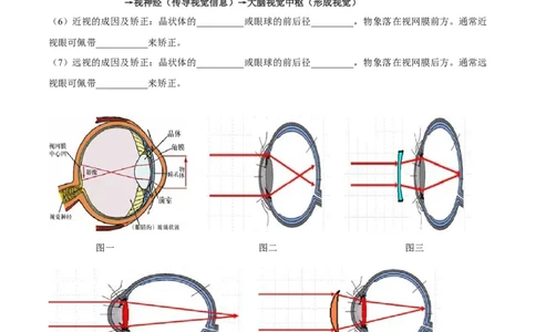 专题七人体生命活动的调节-2023年中考生物核心考点必背合集_6生物中考复习_2023年中考复习资料_专项复习_2023年中考生物核心考点必背合集-----