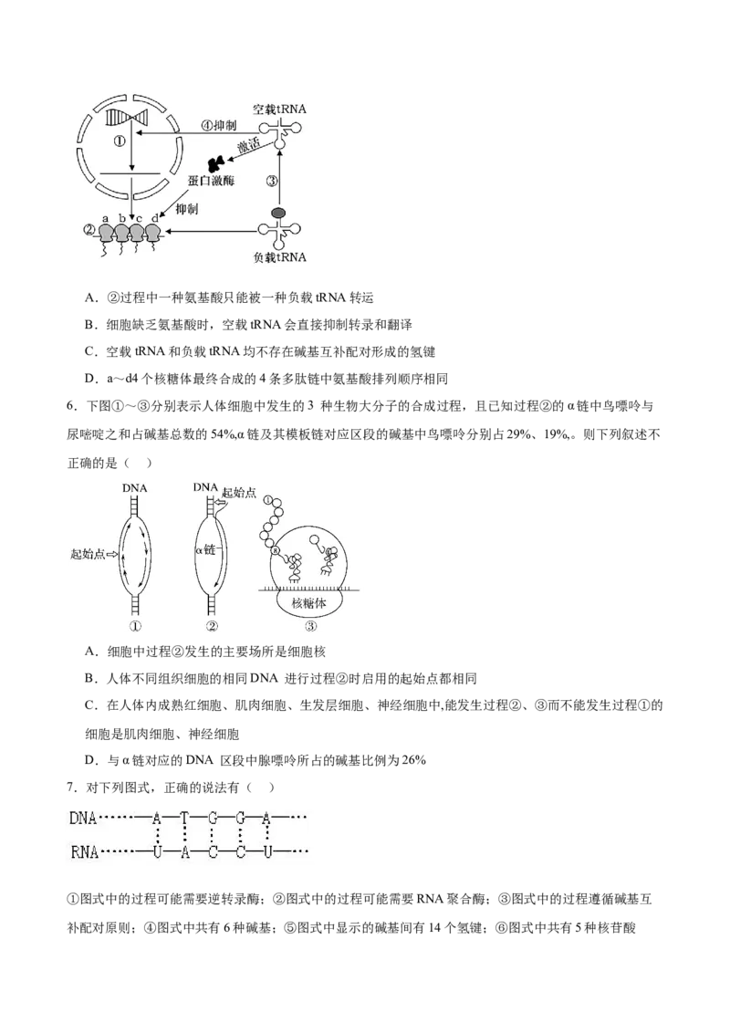 考点通关卷21基因的表达、基因与性状的关系（原卷版）_2025年新高考资料_一轮复习_2025年高考生物一轮复习考点通关卷（新高考通用）