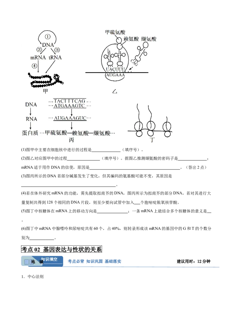 考点通关卷21基因的表达、基因与性状的关系（原卷版）_2025年新高考资料_一轮复习_2025年高考生物一轮复习考点通关卷（新高考通用）