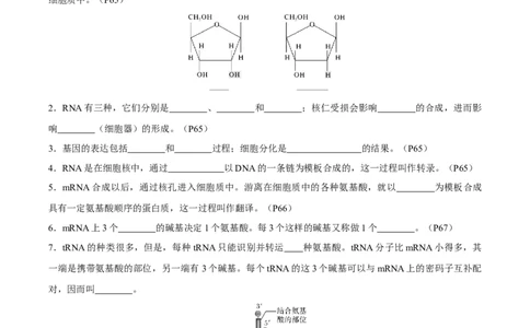 考点通关卷21基因的表达、基因与性状的关系（原卷版）_2025年新高考资料_一轮复习_2025年高考生物一轮复习考点通关卷（新高考通用）