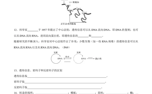 考点通关卷21基因的表达、基因与性状的关系（原卷版）_2025年新高考资料_一轮复习_2025年高考生物一轮复习考点通关卷（新高考通用）