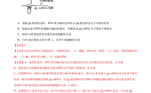 考点通关卷22基因的表达、基因与性状的关系（解析版）_新高考复习资料_2024年新高考复习资料_一轮复习资料_完2024年高考生物一轮复习考点通关卷（新高考）