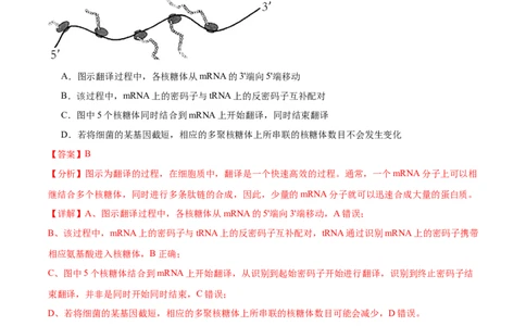 考点通关卷22基因的表达、基因与性状的关系（解析版）_新高考复习资料_2024年新高考复习资料_一轮复习资料_完2024年高考生物一轮复习考点通关卷（新高考）