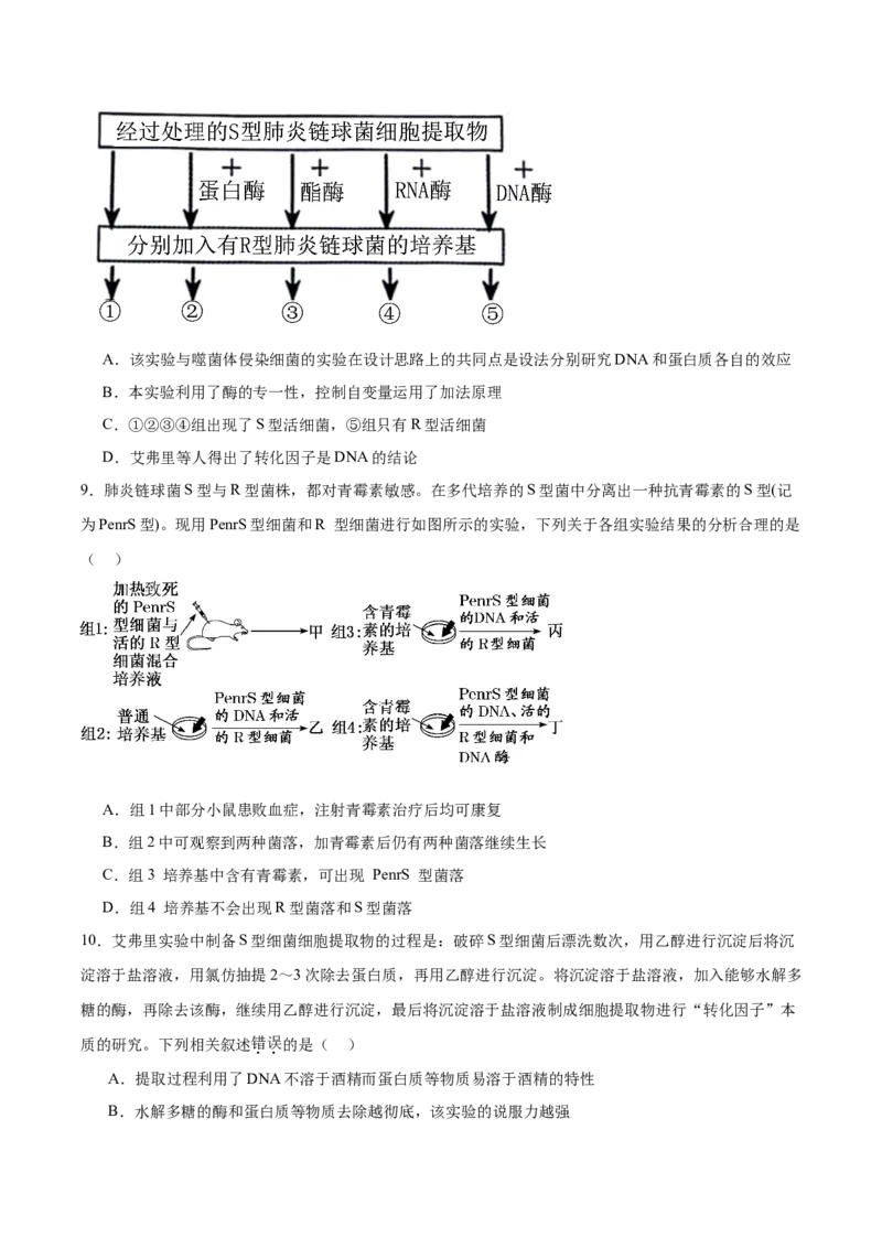 考点通关卷19DNA是主要的遗传物质（原卷版）_2025年新高考资料_一轮复习_2025年高考生物一轮复习考点通关卷（新高考通用）