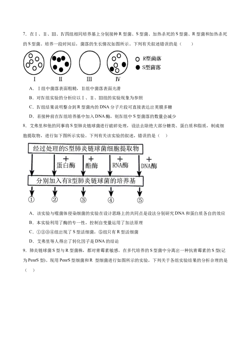 考点通关卷19DNA是主要的遗传物质（原卷版）_2025年新高考资料_一轮复习_2025年高考生物一轮复习考点通关卷（新高考通用）